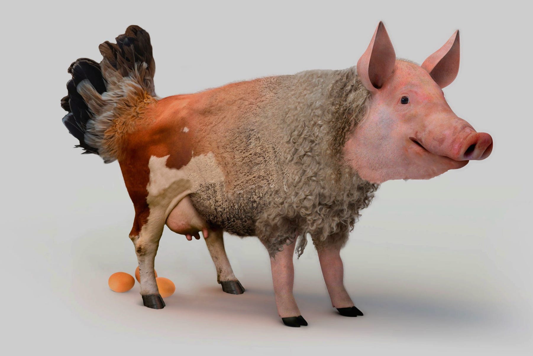 The non-existent egg-laying wool-milk-sow.  Based on a graphic developed by 720.ch.