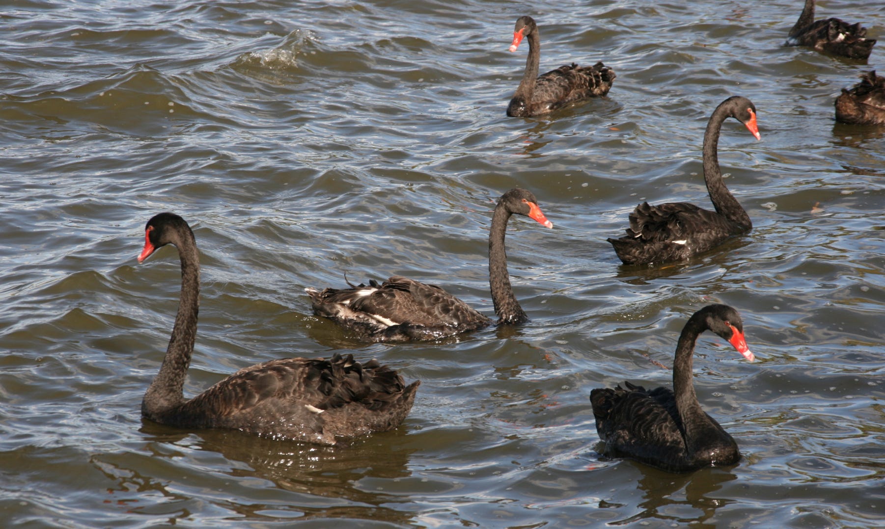 A photo of black swans on Lake Burley Griffin in Canberra, Australia.  Original photo by Stephen Codrington.